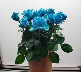 『ローズユミ』を青く染めたバラ